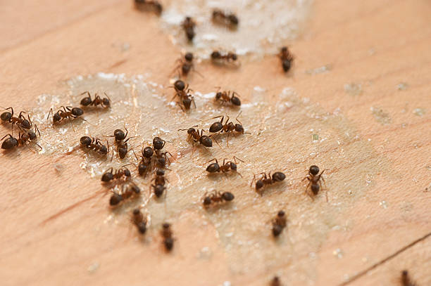 Best Mosquito Control Services  in Mooresville, IN